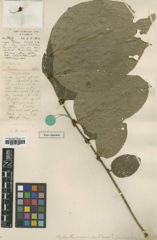 Phyllanthus casearoides S.Moore - BM001014882