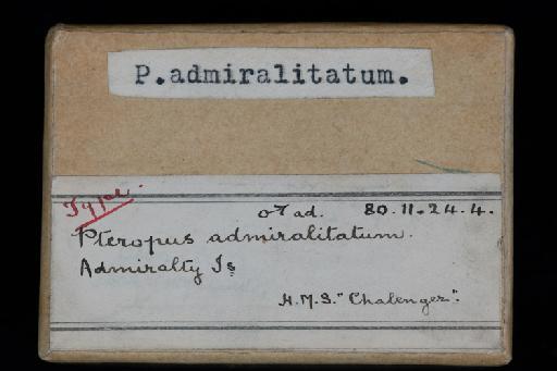 Pteropus admiralitatum Thomas, O., 1894 - Pteropus_admiralitatum-Type-1880_11_24_4-Skull-Box_label