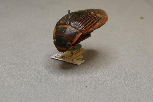 Dytiscus pisanus Laporte, 1835 - 016203430_additional_3