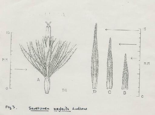 Saussurea neglecta Ludlow - BM000521862_a