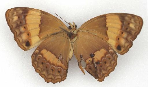 Cupha prosope Fabricius - Papilio prosope Fabricius type 1325641 underside