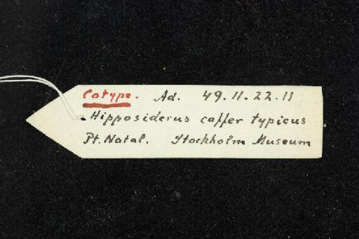 Hipposiderus caffer - 1849_11_22_11-Rhinolophus_caffer-Syntype-Skull-label