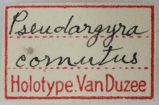 Pseudargyra cornuta Van Duzee, 1930 - Pseudargyra_cornuta-249049-labels1