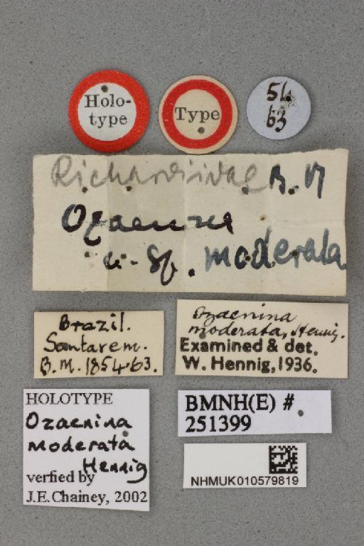 Ozaenina moderata Hennig & Hennig, 1938 - Ozaenina moderata NHMUK 010579819 holotype male labels 2