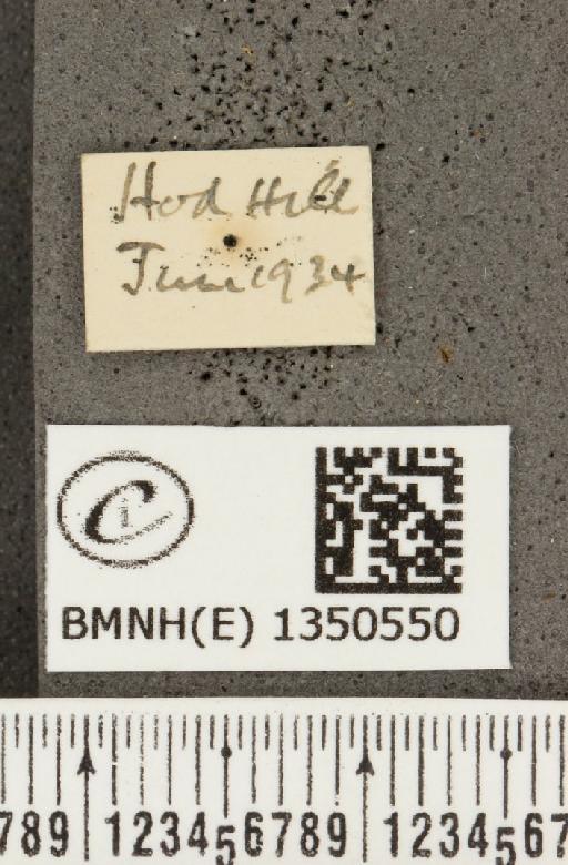 Cupido minimus (Fuessly, 1775) - BMNHE_1350550_label_151793