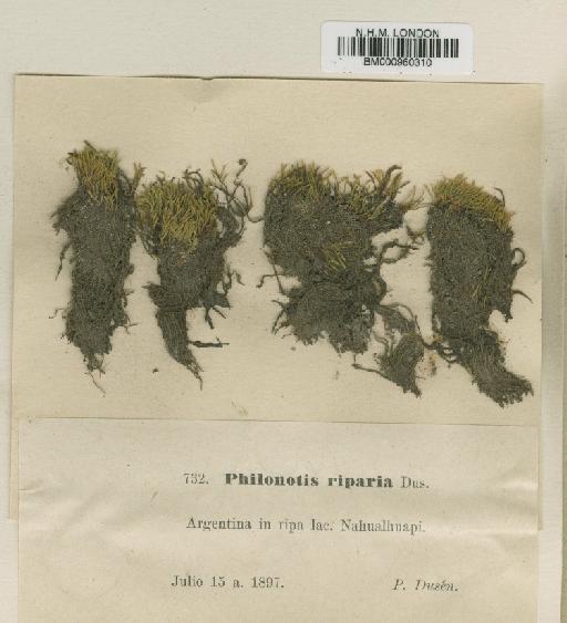 Philonotis riparia Dusén - BM000960310