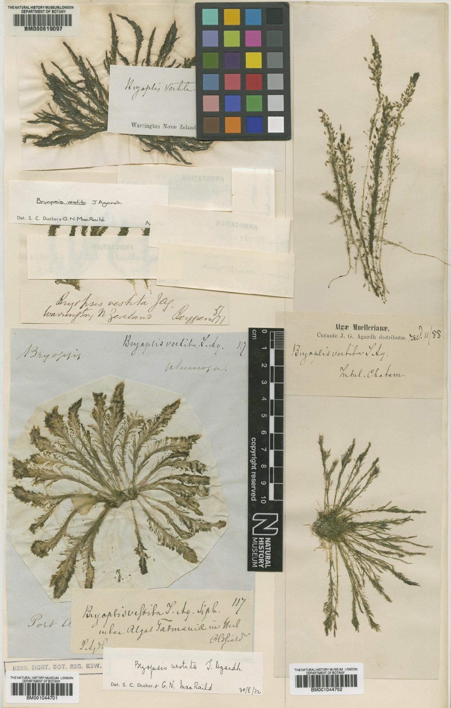 To NHMUK collection (Bryopsis vestita J.Agardh; NHMUK:ecatalogue:685859)