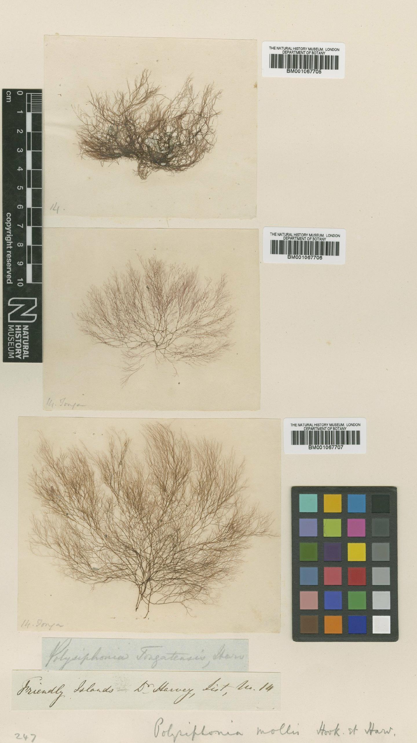 To NHMUK collection (Polysiphonia tongatensis Harv. ex Kütz.; TYPE; NHMUK:ecatalogue:2311793)