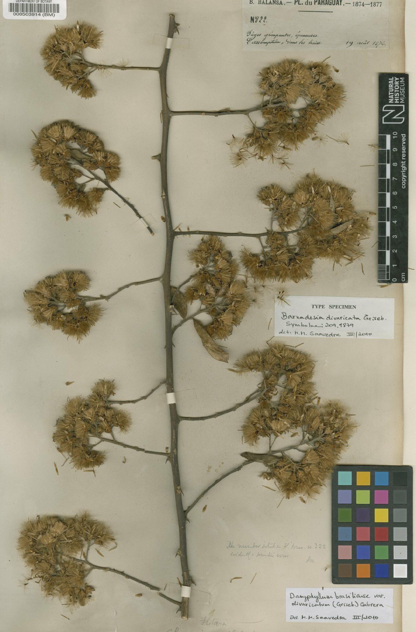 To NHMUK collection (Dasyphyllum brasiliense var. divaricatum (Griseb.) Cabrera; Type; NHMUK:ecatalogue:4566875)