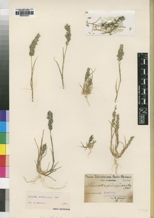 Schmidtia kalahariensis Stent - BM000922934