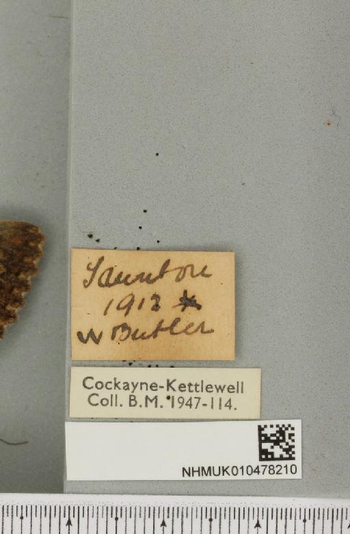 Catocala sponsa ab. demaculata Heinrich, 1916 - NHMUK_010478210_label_543934