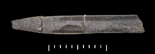 Simpsonibelus dorsalis (Phillips) - PI CC 1449 - belemnite