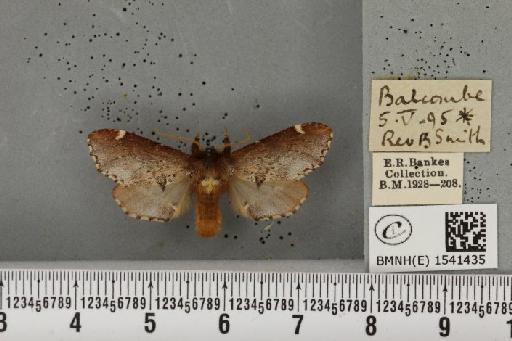 Odontosia carmelita (Esper, 1798) - BMNHE_1541435_248121