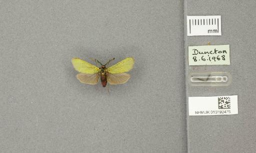 Adscita (Adscita) geryon Hübner, 1813 - 015192475_775459_1857531