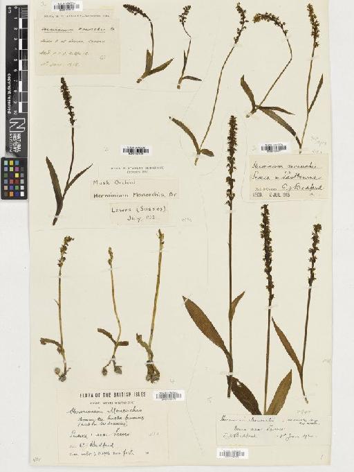 Herminium monorchis (L.) R.Br. - BM001080575