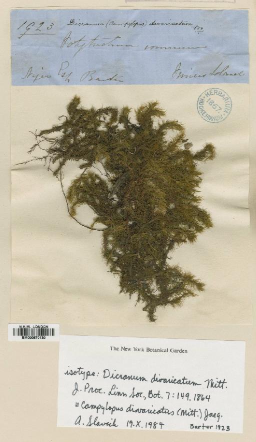 Campylopus savannarum (Müll.Hal.) Mitt. - BM000870130