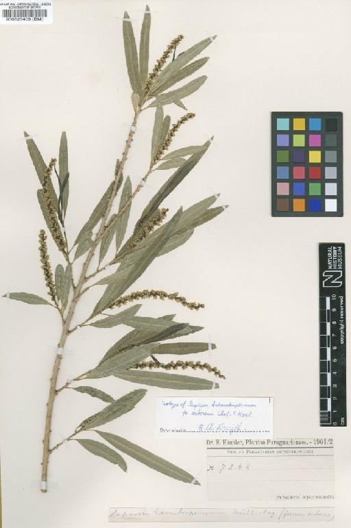 Sapium haematospermum f. arboreum Chodat & Hassl. - BM000526405