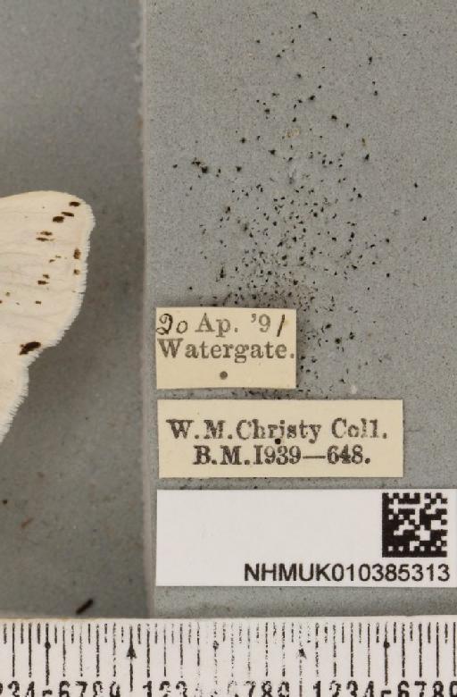 Spilosoma lubricipeda (Linnaeus, 1758) - NHMUK_010385313_label_508845