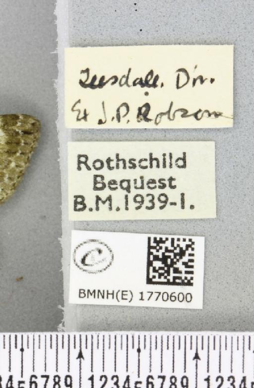 Chloroclysta miata (Linnaeus, 1758) - BMNHE_1770600_label_347461
