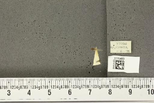 Megatrioza vitiensis Kirkaldy, 1907 - BMNHE_1270483_7660