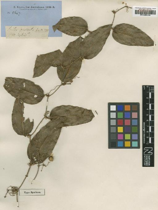 Smilax australis R.Br. - BM000990268