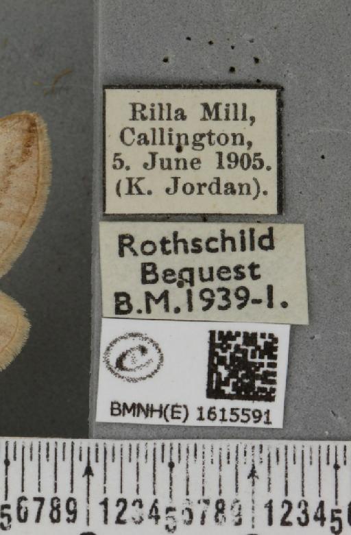 Scotopteryx mucronata umbrifera (Heydemann, 1925) - BMNHE_1615591_label_304043