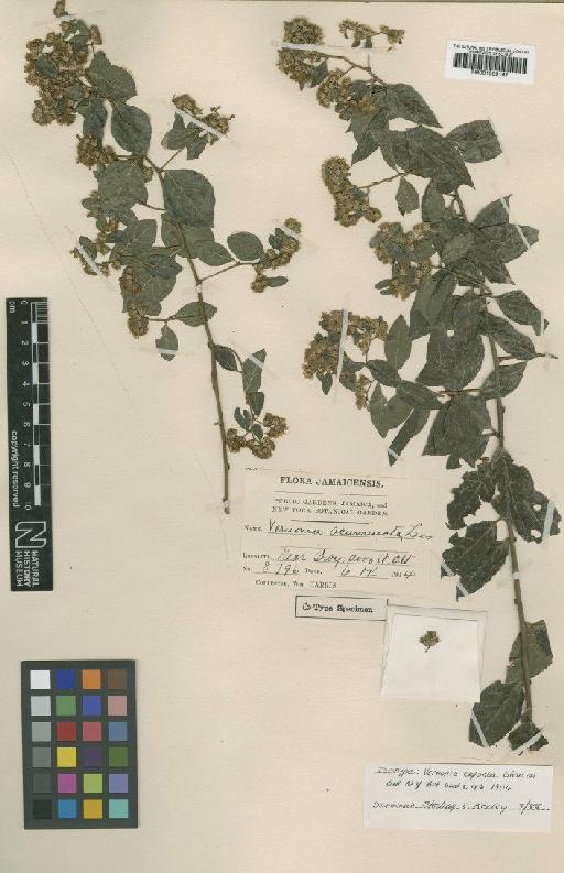 Vernonia acuminata Less. - BM001009162