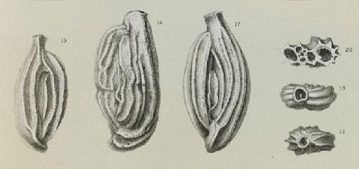 Miliolina linnaeana (d'Orbigny) - ZF1873_6_17_Adelosina_granulocostata.jpg