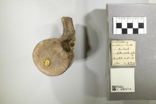 Cimoliasaurus brevior Lydekker, 1889 - 010300207_L010221505