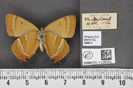 Thecla betulae (Linnaeus, 1758) - BMNHE_1139741_95859