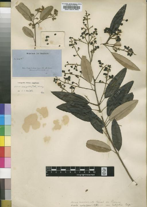 Ozoroa insignis subsp. latifolia (Engl.) R.Fern. - BM000510628