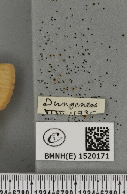 Lasiocampa trifolii flava Chalmers-Hunt, 1962 - BMNHE_1520171_label_192139