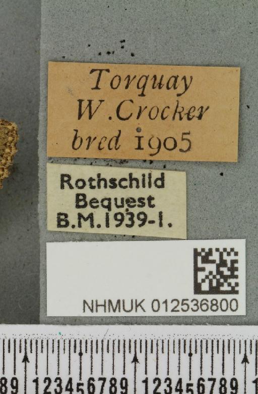 Polymixis lichenea ab. ochracea Siviter Smith, 1942 - NHMUK_012536800_label_645972