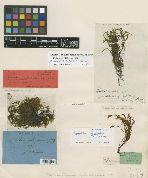 Racomitrium subsecundum (Hook. & Grev.) Mitt. & Wilson - BM000872883_a