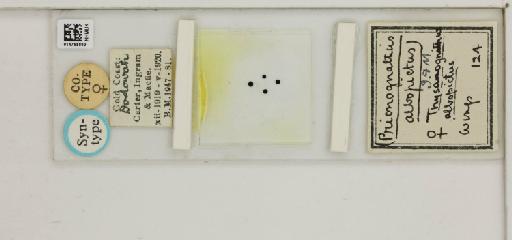 Alluaudomyia albopicta Ingram & Macfie, 1922 - 014758890_812108_1333958_157697_Type