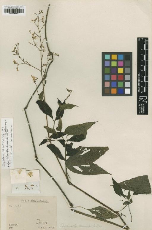 Isoglossa dichotoma (Hassk.) B.Hansen - BM000950160