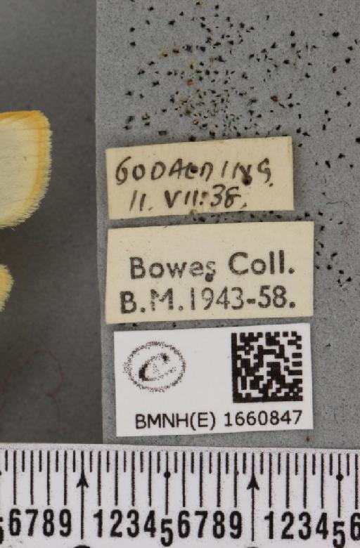 Cybosia mesomella (Linnaeus, 1758) - BMNHE_1660847_label_284530