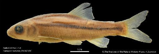 Barbus erubescens Skelton, 1974 - BMNH 1974.6.13.8 Barbus erubescens, PARATYPE