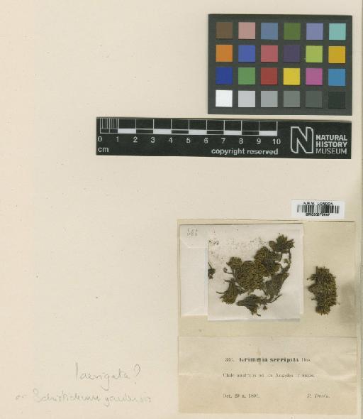 Schistidium yaulense (Broth.) Ochyra & J.Munoz - BM000872897_a