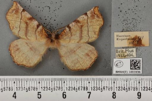 Selenia dentaria (Fabricius, 1775) - BMNHE_1883936_444166