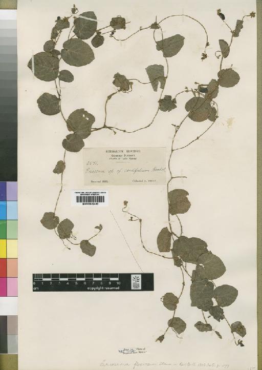 Eriosema flexuosum Staner - BM000842440