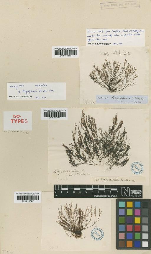 Polysiphonia blandii Harv. - BM001067587