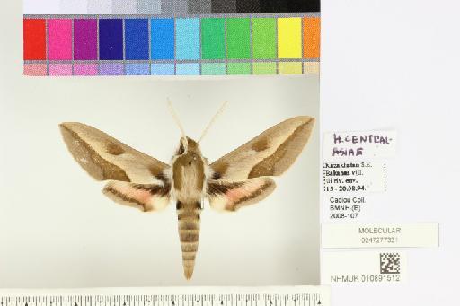 Hyles centralasiae (Staudinger, 1887) - NHMUK010891512_Hyles_centralasiae_dorsal_and_labels.JPG