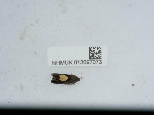 Pammene regiana (Zeller, 1849) - 013697073_1