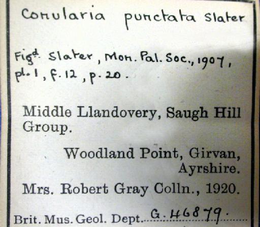 Metaconularia punctata (Slater, 1907) - G 46879. Conularia punctata (label)