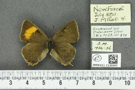 Thecla betulae (Linnaeus, 1758) - BMNHE_1138045_95159