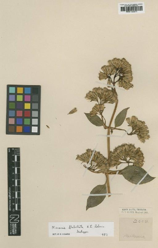 Mikania flabellata Rusby ex B.L.Rob. - BM001009317