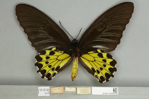 Troides helena cerberus Rothschild, 1895 - 013606455_additional