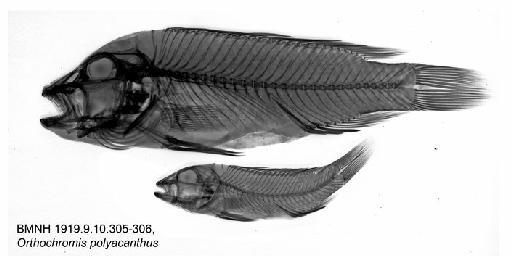 Orthochromis polyacanthus Boulenger, 1899 - BMNH 1919.9.10.305-306, Orthochromis polyacanthus, Radiograph