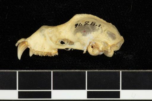 Hipposideros pratti Thomas, 1891 - 1891_5_11_1-Hipposideros_pratti-Holotype-Skull-lateral